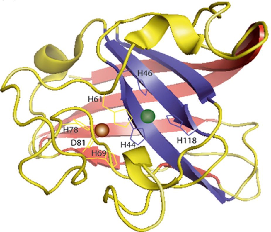 MemproTM Cell-Free Immunoglobulin-Like Superfamily (E Set) Protein Production