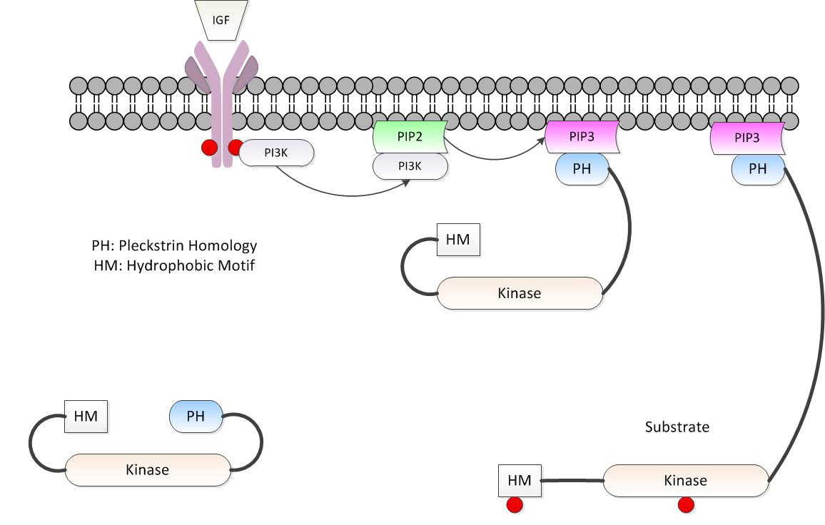 MemproTM Cell-Free PH Domain-Like Protein Production