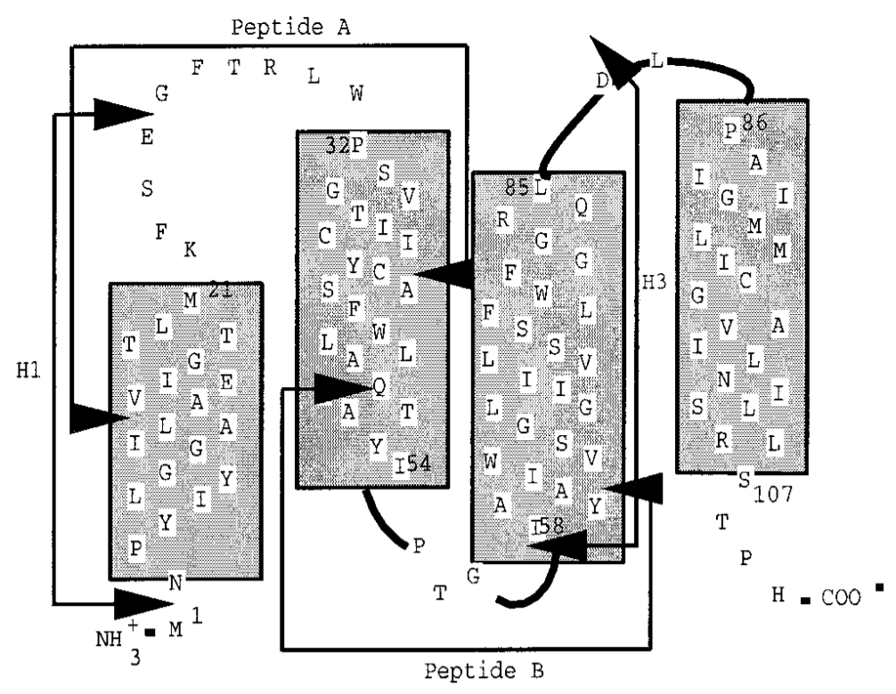 MemproTM Cell-Free Peptide Fragments of Transmembrane Protein Production