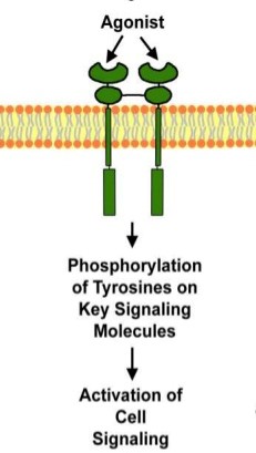 MemproTM Cell-Free Receptor-Type Kinase Production