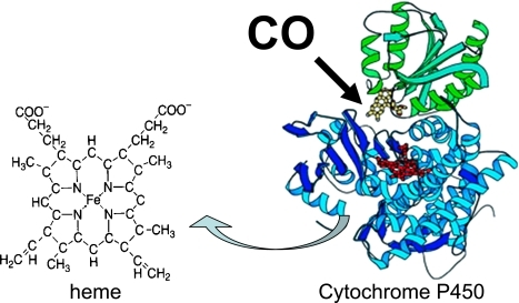 MemproTM Detergent-Free Cytochrome P450 Production