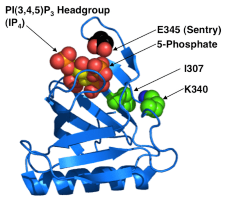 MemproTM Detergent-Free PH Domain-Like Protein Production