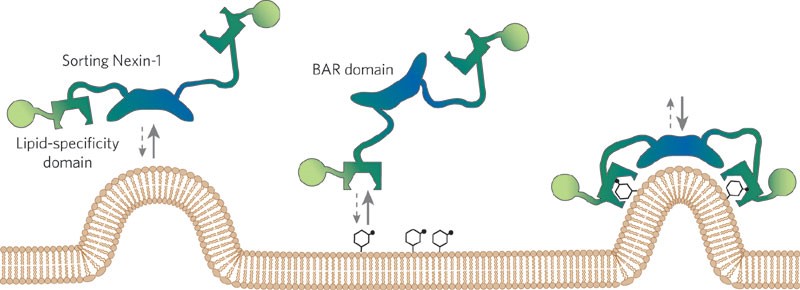 MemproTM Detergent-Free PX Domain-Containing Protein Production