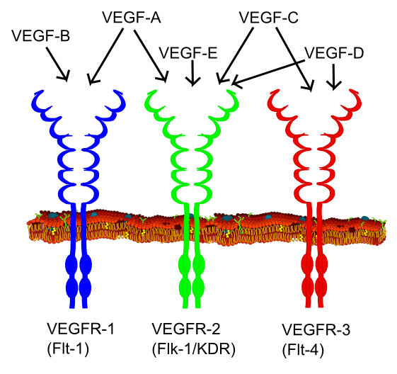 MemproTM Detergent-Free Receptor-Type Kinase Production