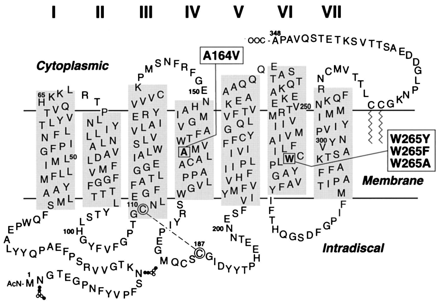 MemproTM Detergent-Free Rhodopsin Production