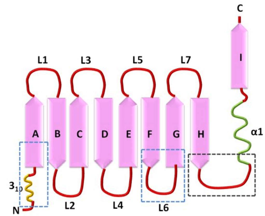 MemproTM Lipocalin Production Using Virus-Like Particles