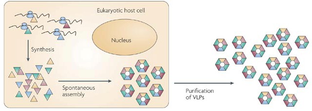 MemproTM PX Domain-Containing Protein Production Using Virus-Like Particles