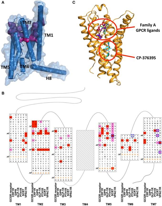 MemproTM Peptide Fragments of Transmembrane Protein Production in Virus-Like Particles