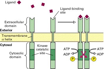 MemPro? Cell-free Protein Synthesis (CFPS)