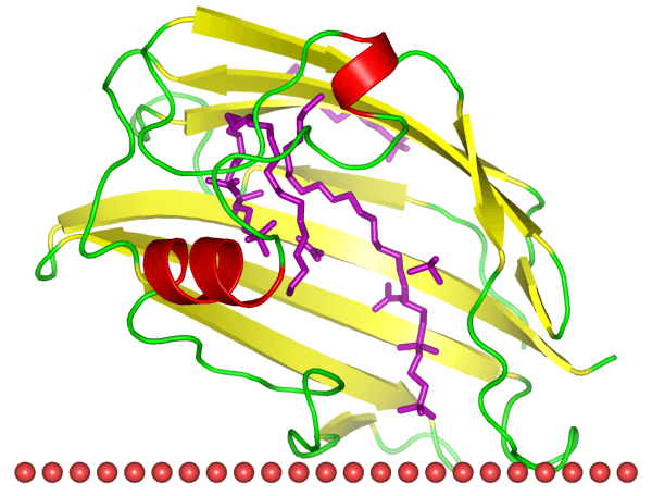 Mempro™ Detergent-Free Immunoglobulin-Like Superfamily (E Set) Protein Production