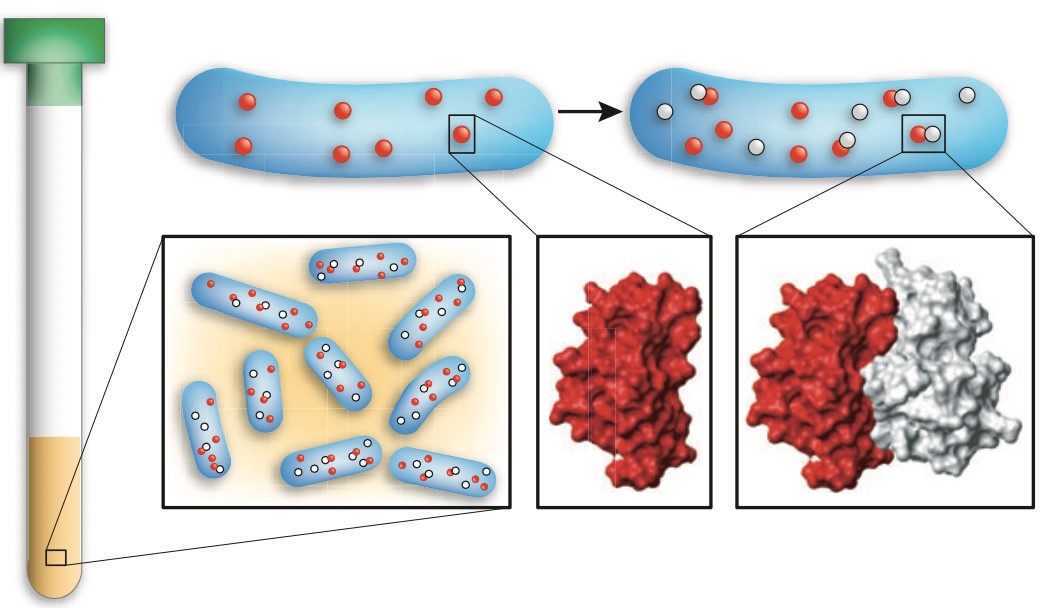  In-cell NMR spectroscopy of protein-protein interactions. To analyze the structural details of a given protein-protein interaction, the two partners are sequentially expressed in E. coli and the suspension of live bacteria is used directly for NMR measurements.