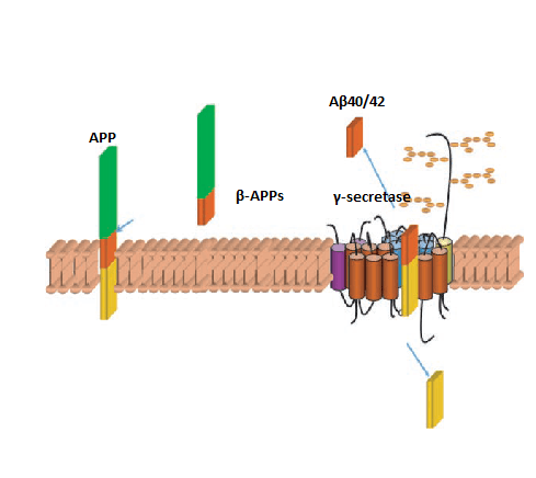 Custom MemPro? Peptidase AD Services