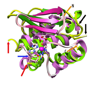 Custom MemPro™ Peptidase Family M48 Services