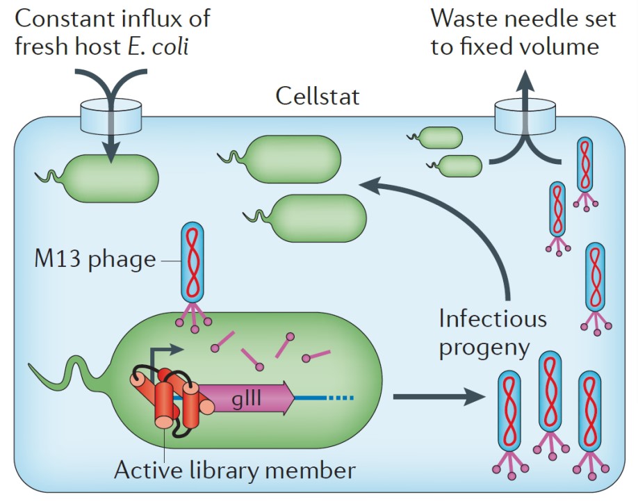 Phage-Assisted Continuous Evolution