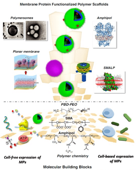 Polymeric supports for membrane proteins that are assembled from various building blocks