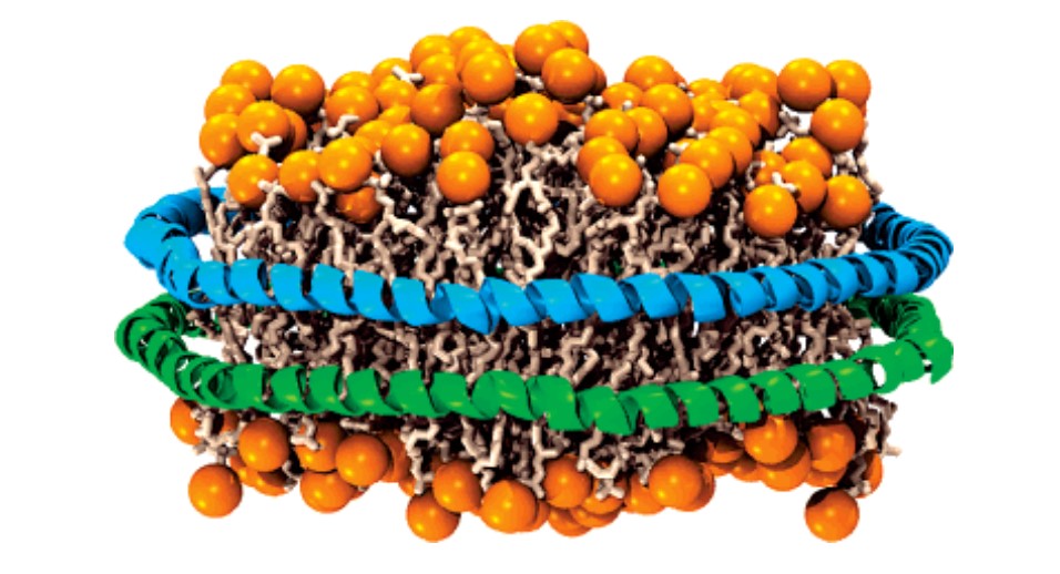 Schematic diagram of  a nanodisc