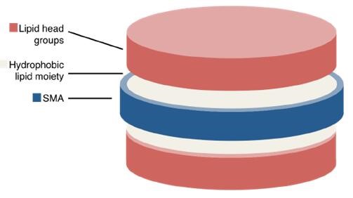 Diagrammatic representation of a disc-like SMALP