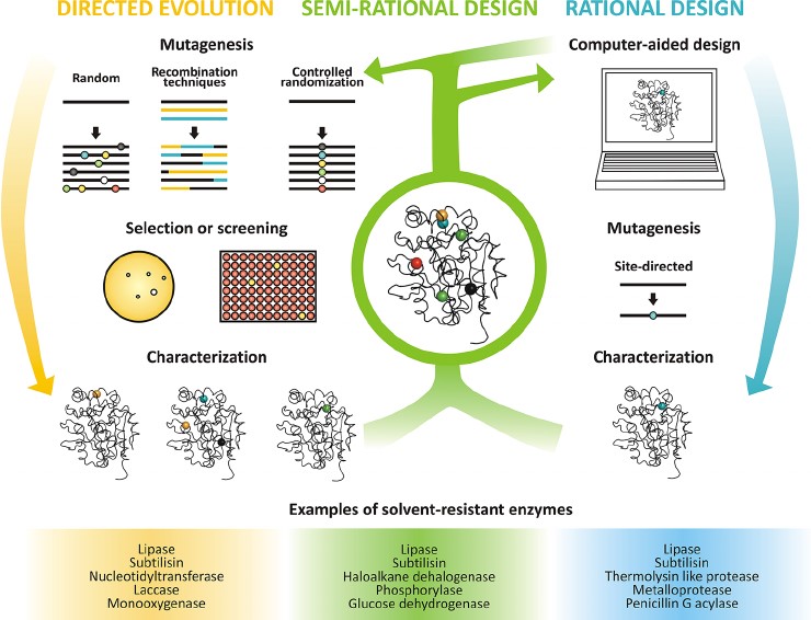 phd in protein engineering