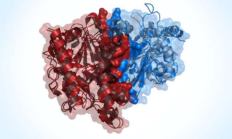 Protein Interaction Analysis