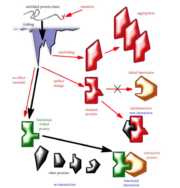 Schematics of  protein evolution