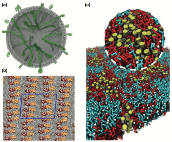 Membrane protein aggregation investigation by molecular dynamics studies. (Current Opinion in Structural Biology, 2013)