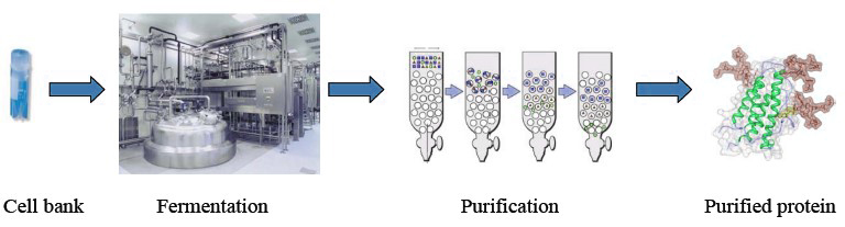 rotein manufacturing process