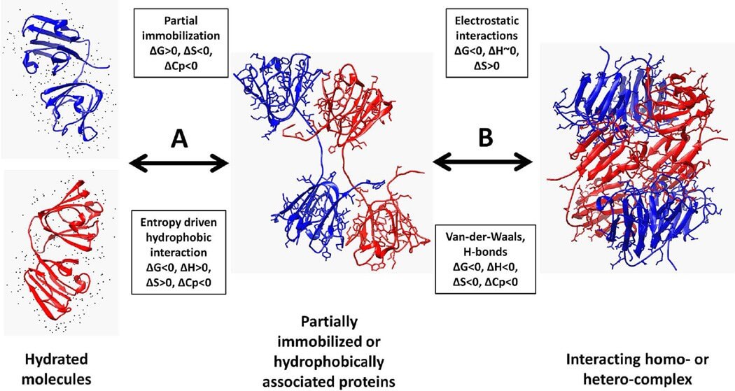 Thermodynamic view of protein association