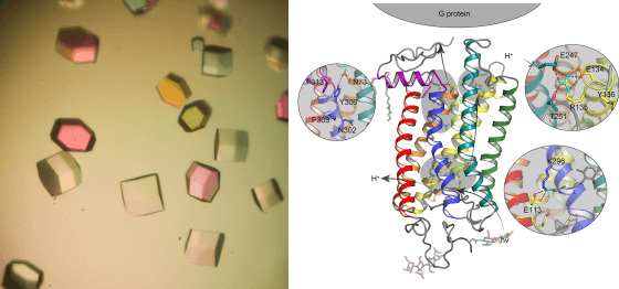 Protein crystals and structure