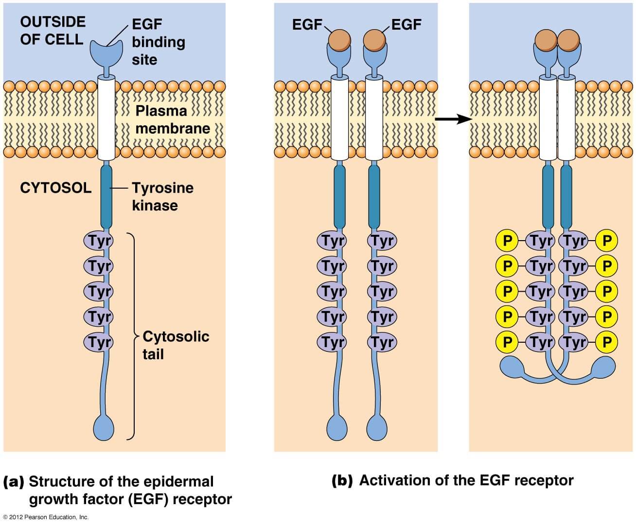 Custom MemPro™ Receptor-type Kinases Services