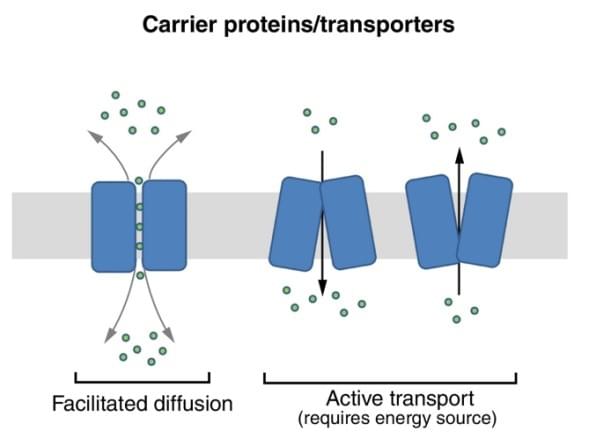 Custom MemPro? Transporter Services