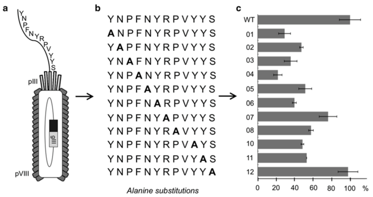 Figure 1. Alanine scanning used in phage display.