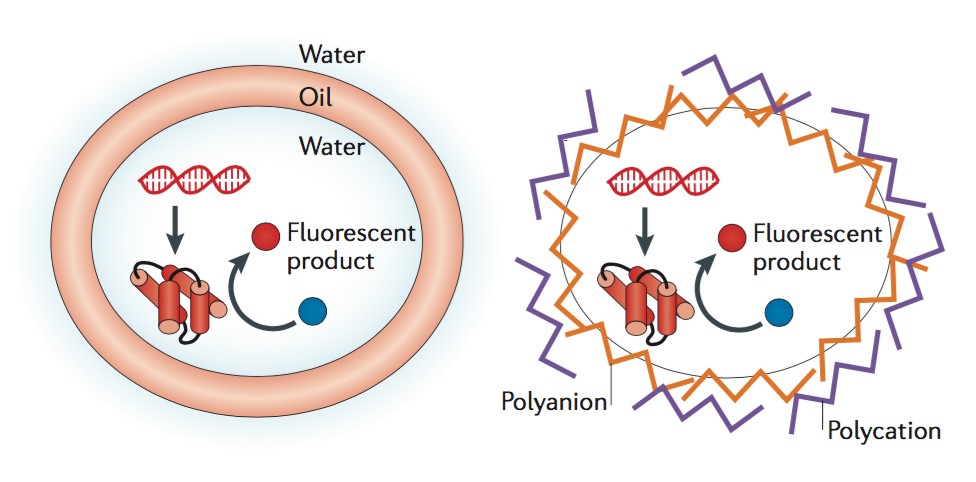 Screening Artificial Cell-like Compartments