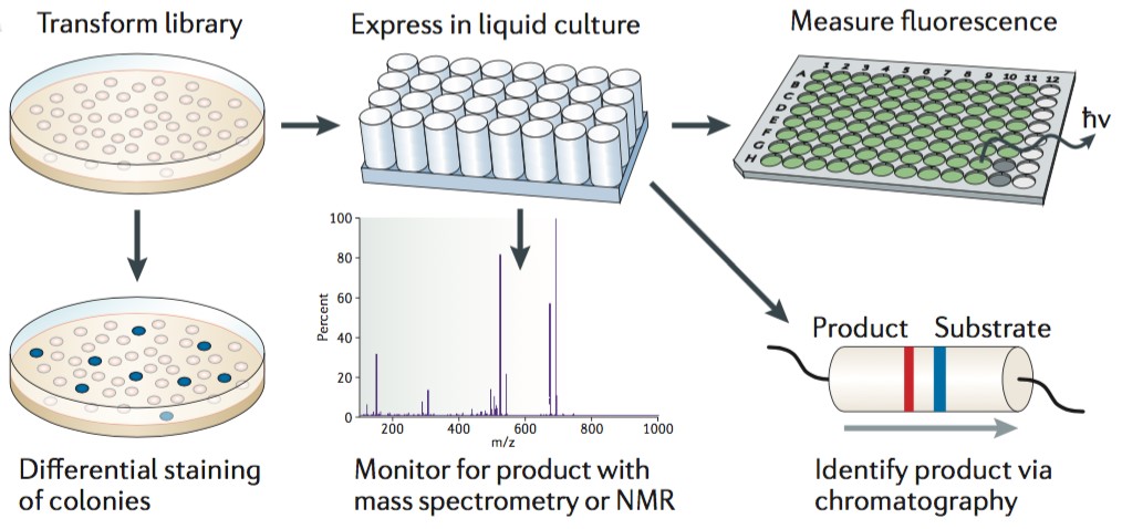 Screening of Spatially Separated Variants