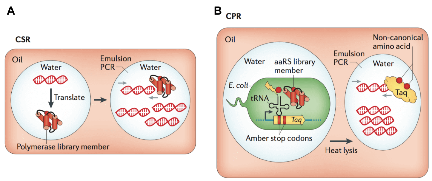 Selection with in vitro Compartments