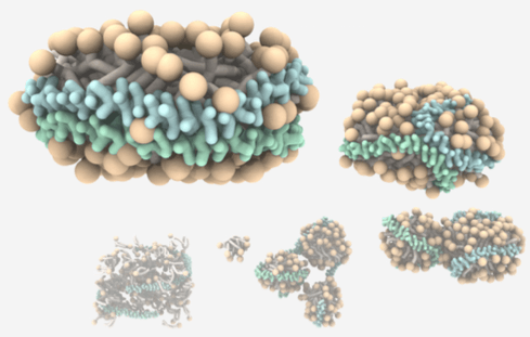 Figure 1. Self-assembly of nanodiscs (Theoretical and Computational Biophysics Group, 2007).