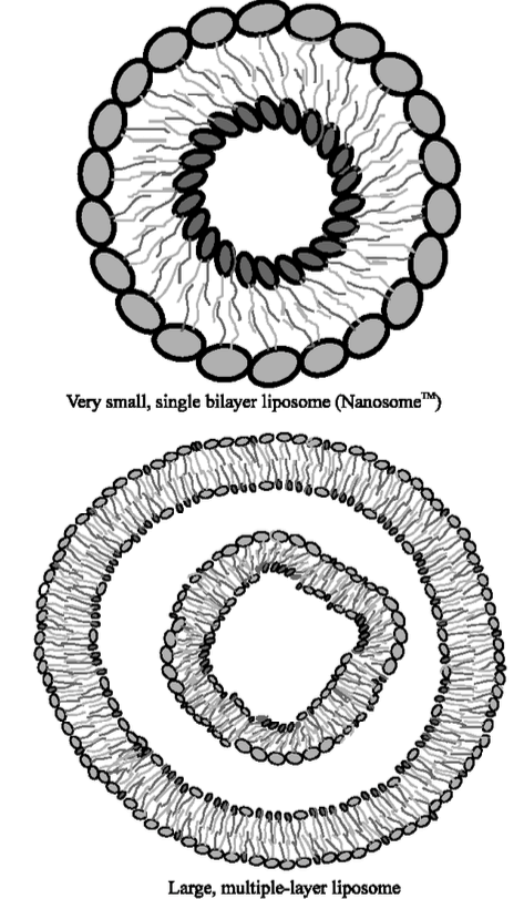 Figure 1. Single bilayer and Multiple layer liposomes 
(Shaheen SM et al. Liposome as a carrier for advanced drug delivery. Pak J Biol Sci 2006, 9(6):1181–1191.)
