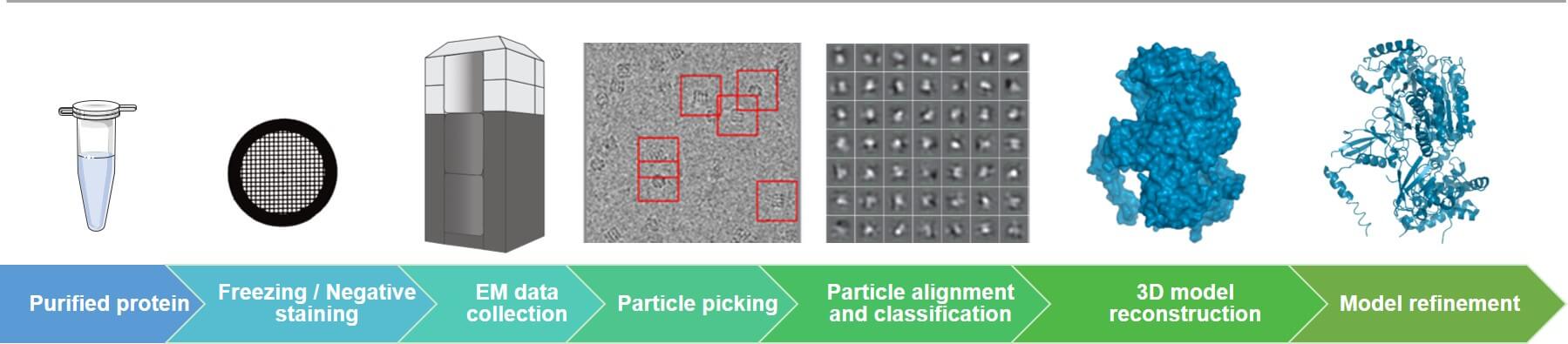 Single Particle Analysis (SPA)