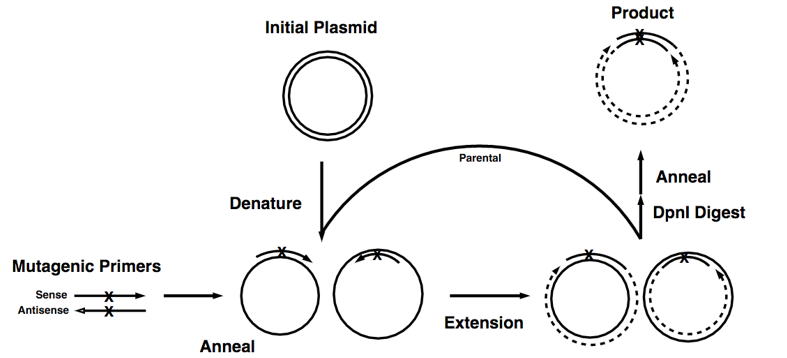 Site Directed Mutagenesis Sdm Technique