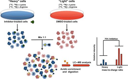 Stable Isotope Labeling for Proteins