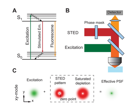 The principle of STED microscopy.