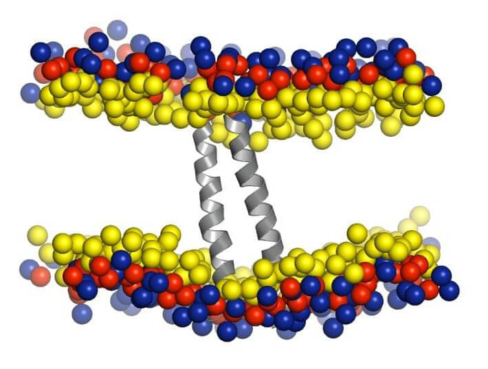 Custom MemPro™ T-cell Surface Glycoprotein CD3 Zeta Chain