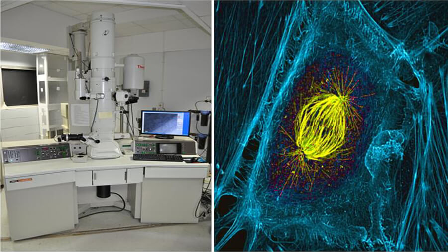 Transmission Electron Microscopy Products