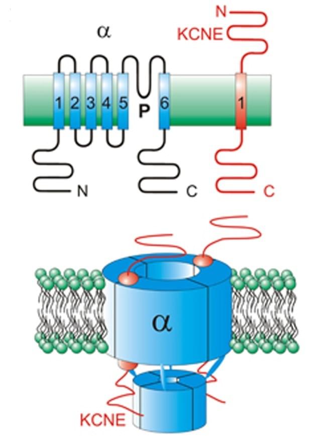 Custom MemPro™ The Slow Voltage-gated Potassium Channel Accessory Protein (MinK) Family