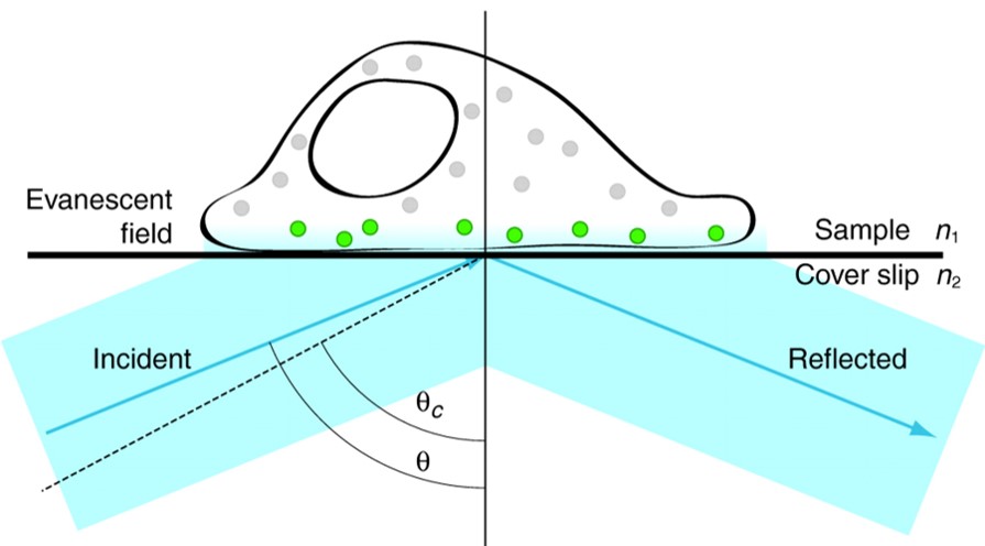 Total Internal Reflection Fluorescence Microscopy (TIRFM) Service