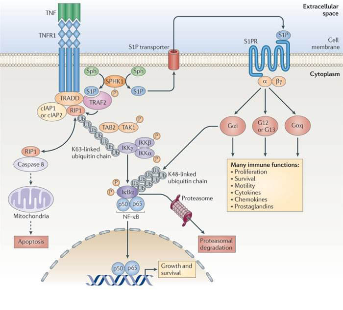 MemPro™ Tumor necrosis factor receptor 