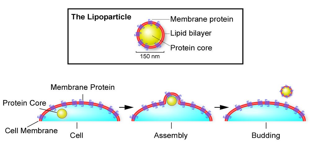 Schematic diagram of the lipoparticle