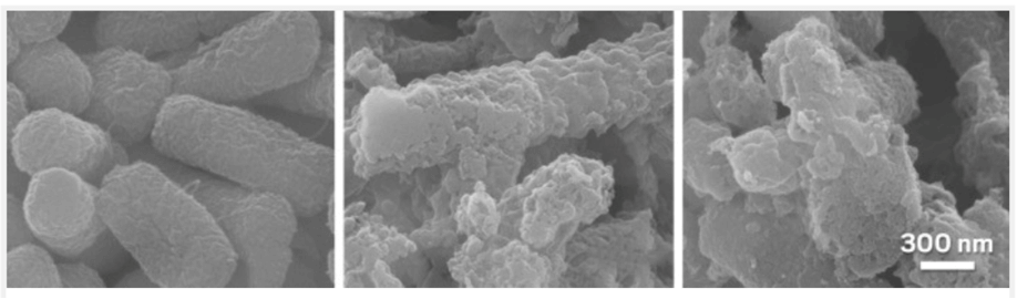 Escherichia coli cells (left) incubated with rod-shaped nanoparticles (middle) are damaged less than those exposed to spherical nanoparticles (right).