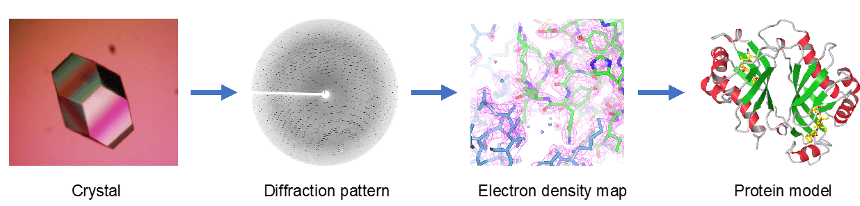Figure 1. Workflow for protein structure determination using X-ray crystallography.