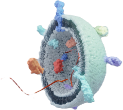 Exosome products