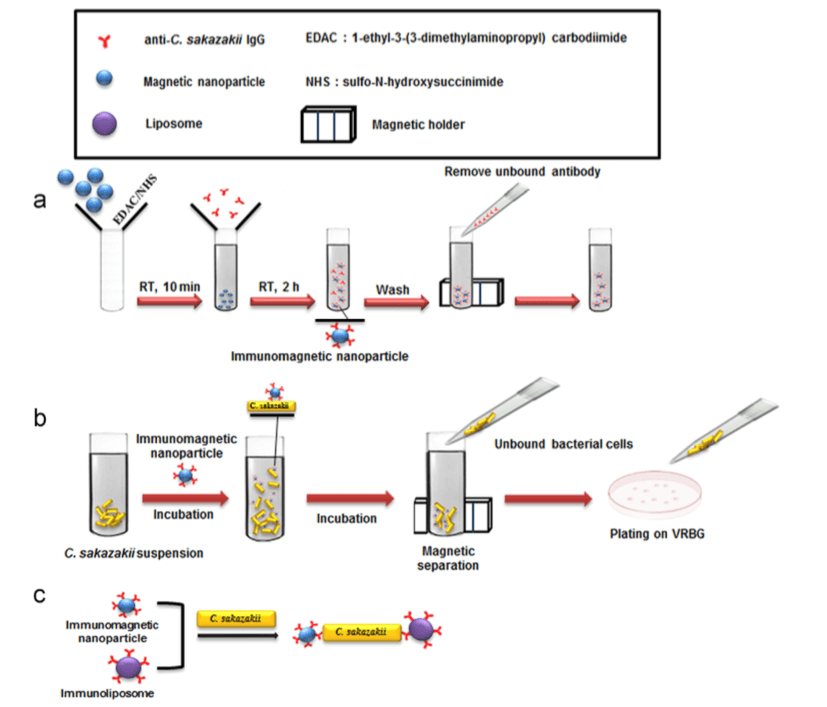 Figure 1. Detailed representation of the process of conjugation of magnetic nanoparticles with anti-C. sakazakii IgG (a); reaction of immunomagnetic nanoparticles with C. sakazakii cells (b); and formation of immunoliposome-C. sakazakii-immunomagnetic nanoparticle complex (c). (S. Shukala, et al., 2016)